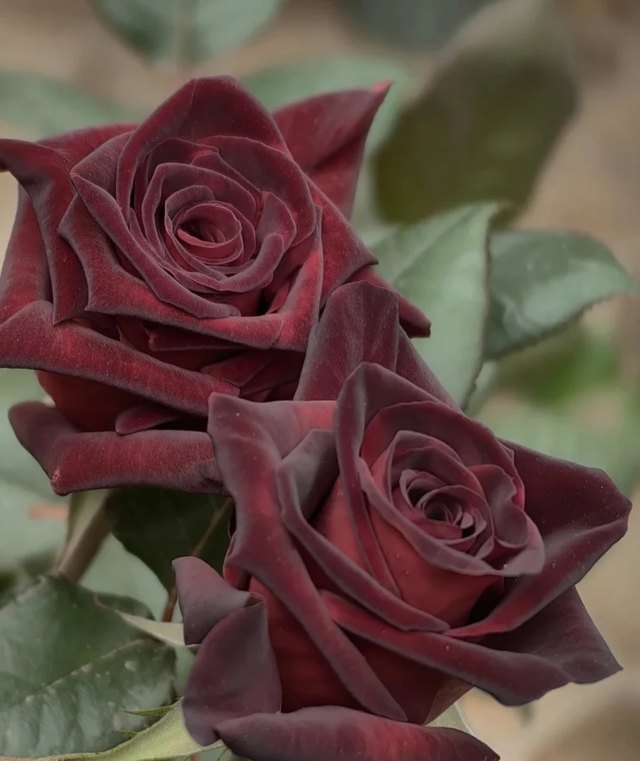 【黑巴克】1加仑盆黑红色月季四季开花原盆原土发货夏季栽培花香