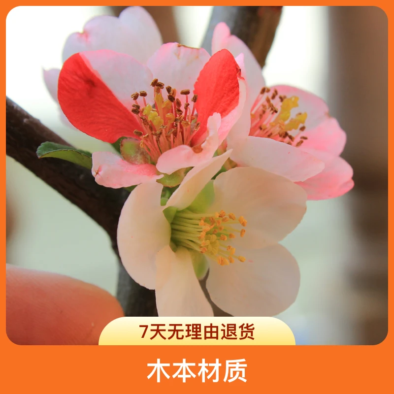 海棠苹果花卉等盆景（一物一拍）
