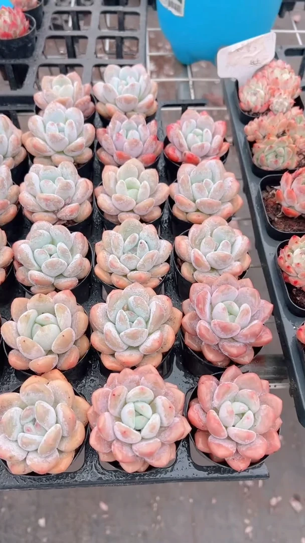 【闪购商品】梦露香水杂 冠幅5厘米