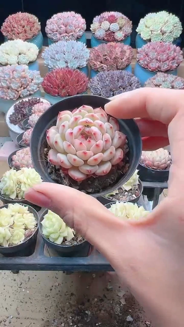 【闪购商品】白胖子