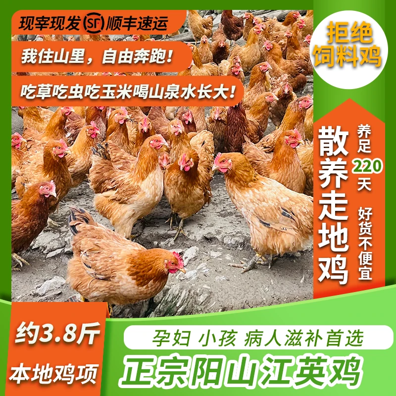 广东清远阳山江英鸡 本地鸡 清远阳山鸡项 深山走地散养玉米鸡