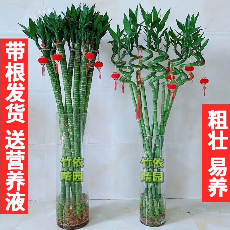 带根水培文昌竹龙竹富贵转运竹室内客厅招财绿植