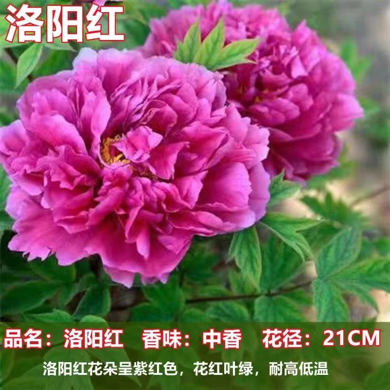 【花王赵粉洛阳红】珍品牡丹： 6分枝以上   重瓣耐寒耐旱阳台