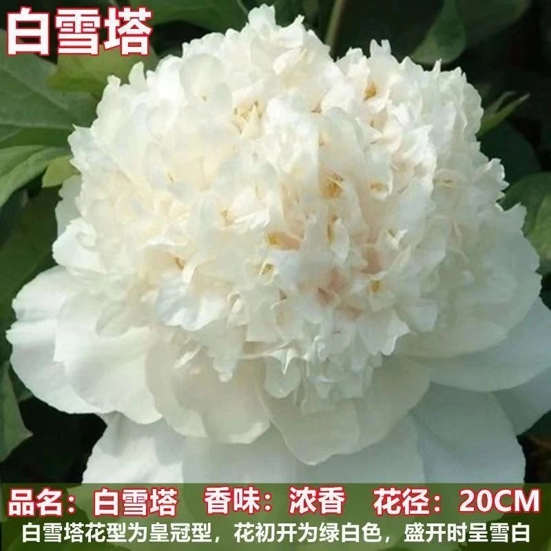 (现挖现发)【白雪塔】珍品牡丹:精品牡丹重瓣耐寒耐旱庭院阳台