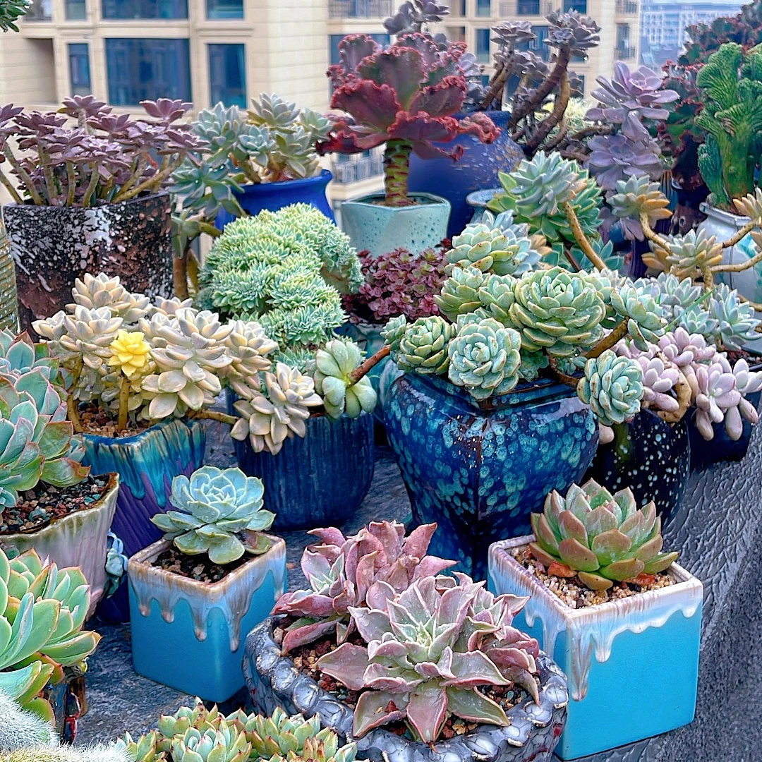 77多肉植物（孤品福袋）