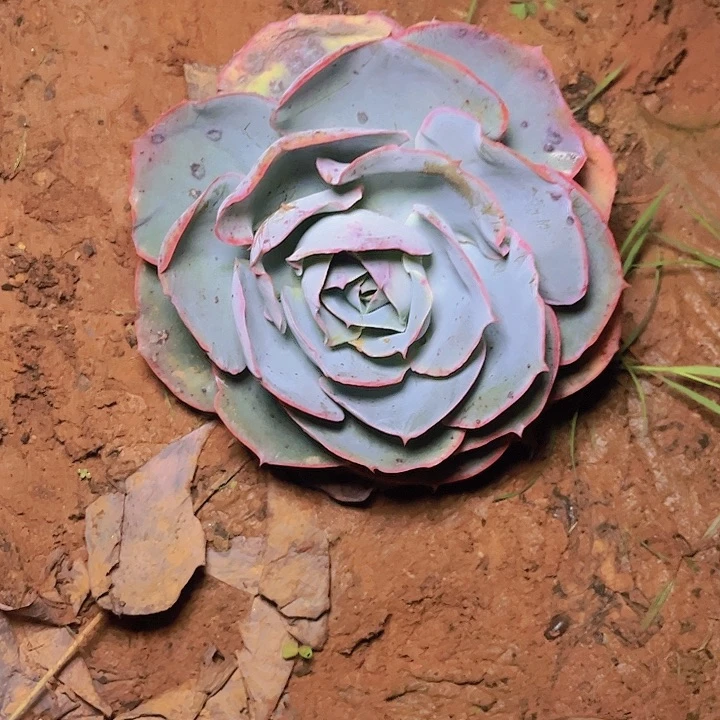 如*达芬奇密码444555