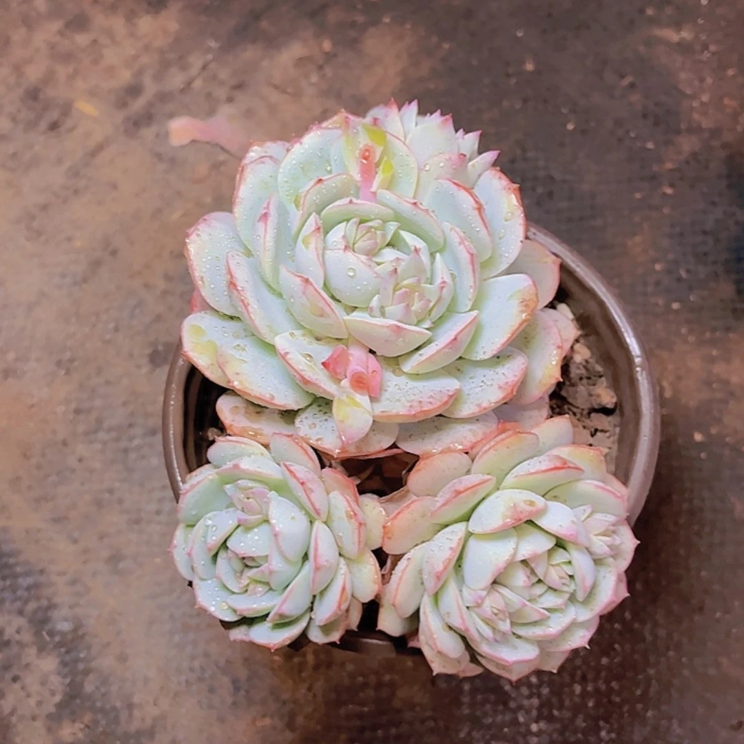 【闪购商品】33333333