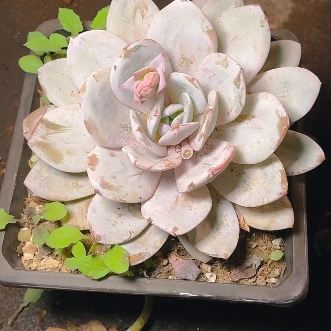 【闪购商品】东***鼠3333333333