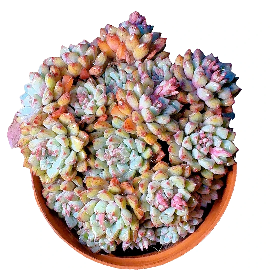 77多肉植物（蓝宝石）直播展示裸根黄色春季粉色产地
