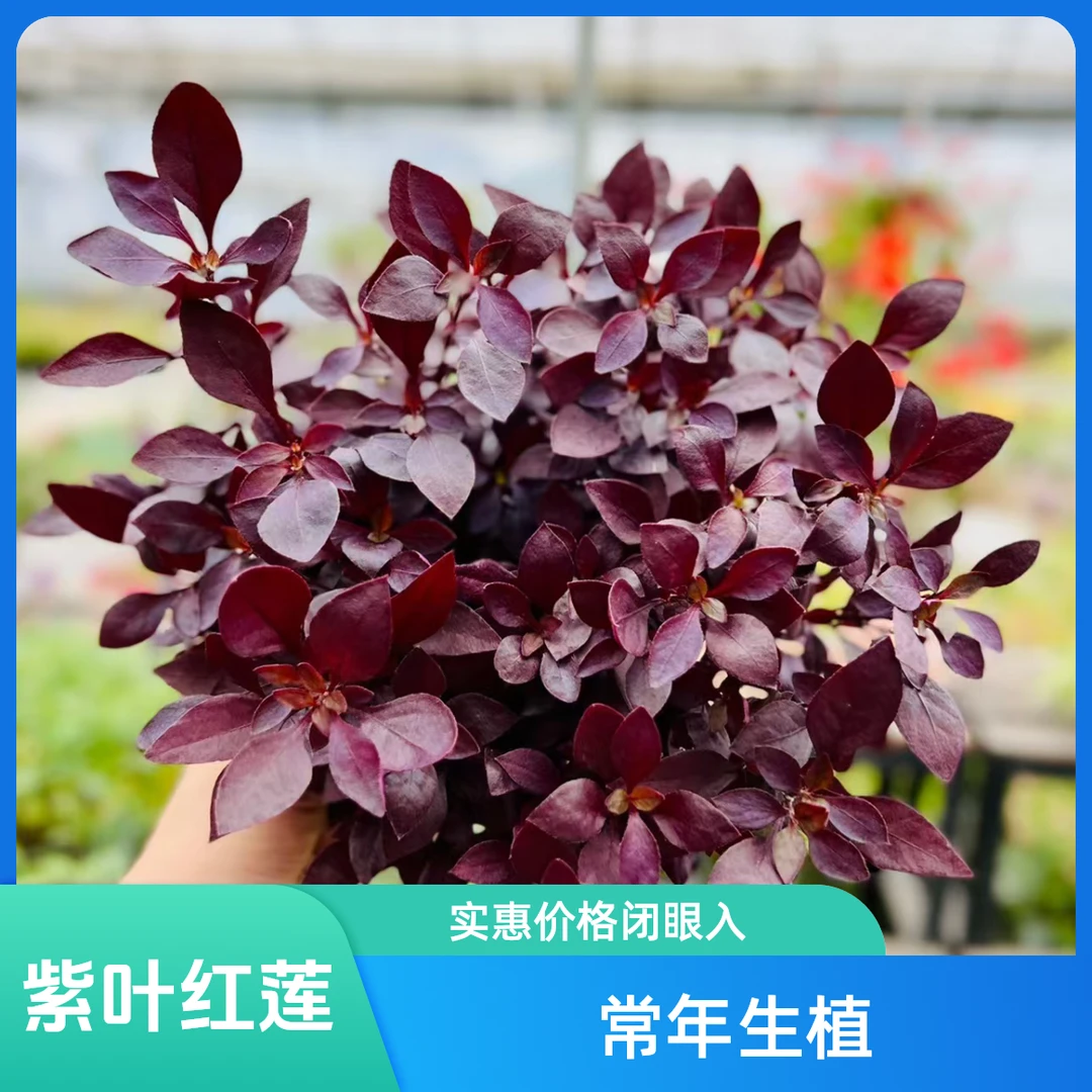 紫叶红莲子耐热抗寒植物