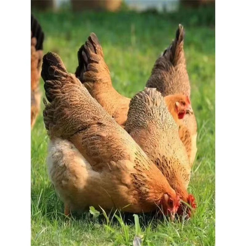 农家散养土鸡笨鸡 营养丰富肉质细嫩小黑框发货