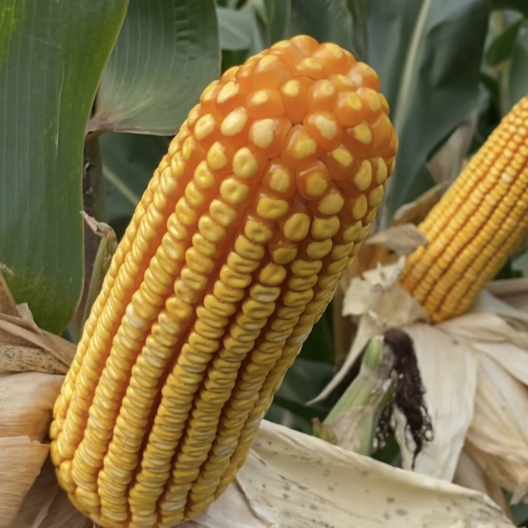 凤育88玉米种子6000粒