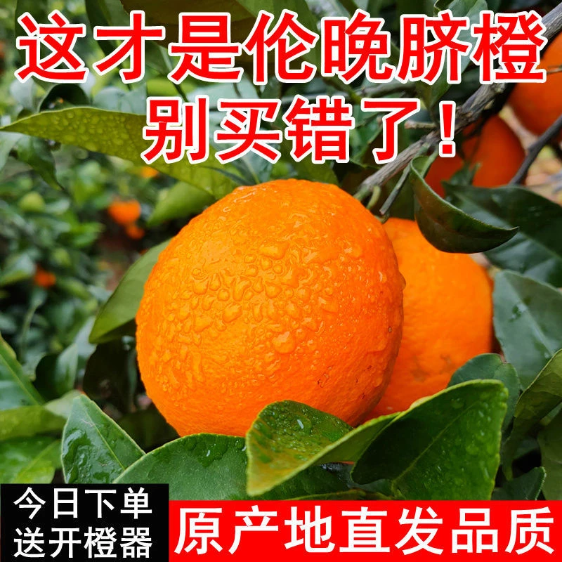 【时令】橙子新鲜伦晚脐橙秭归现摘正宗纽荷尔水果当季整箱薄皮/