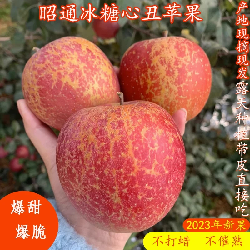 【时令】现摘云南昭通冰糖心丑苹果新鲜水果当季整箱甜孕妇小苹果