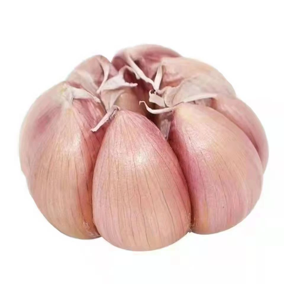 【时令】【时令】干大蒜批发头蒜紫皮头蒜特大新鲜厂家直销跨境厂家