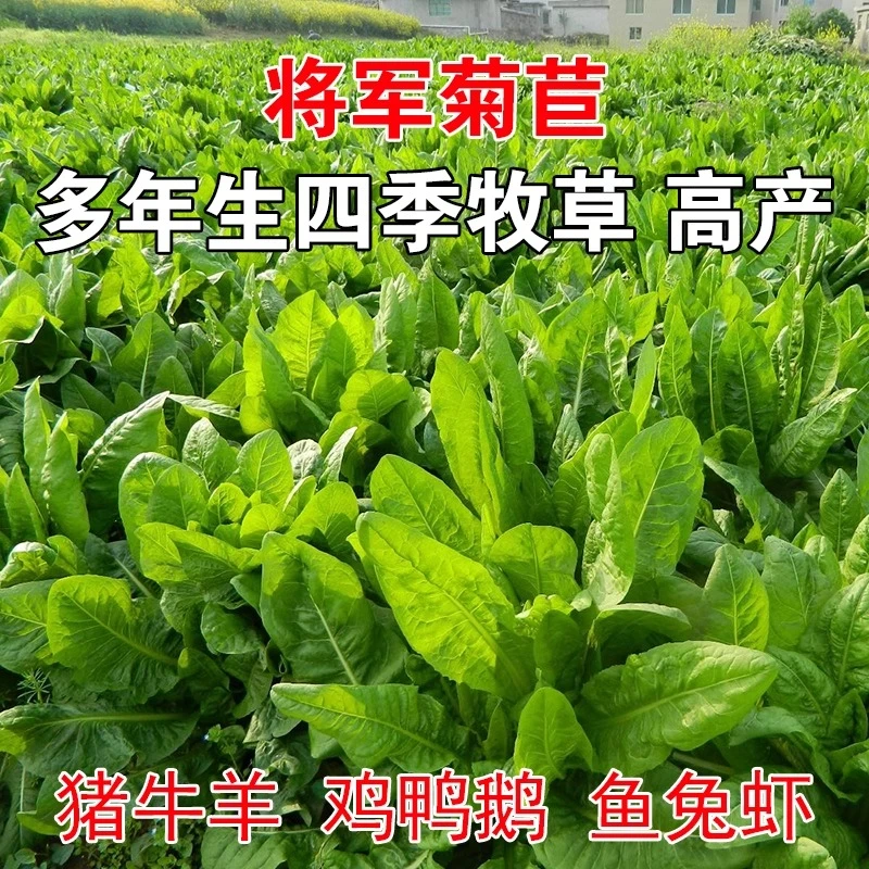 菊苣牧草种子高产宽叶多年生可持续采收芽率好易种植鸡鸭鹅都爱吃