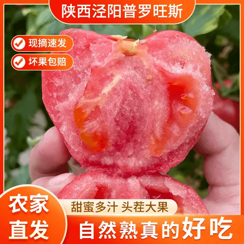 【生吃沙瓤】普罗旺斯水果西红柿 新鲜现摘 软糯多汁自然熟