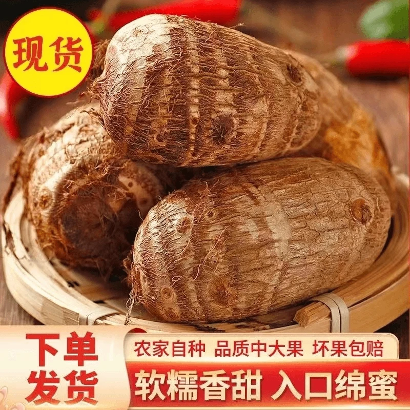 山东牛奶小芋头 软糯香甜 现挖现发 应季蔬菜芋头肉质细腻现摘