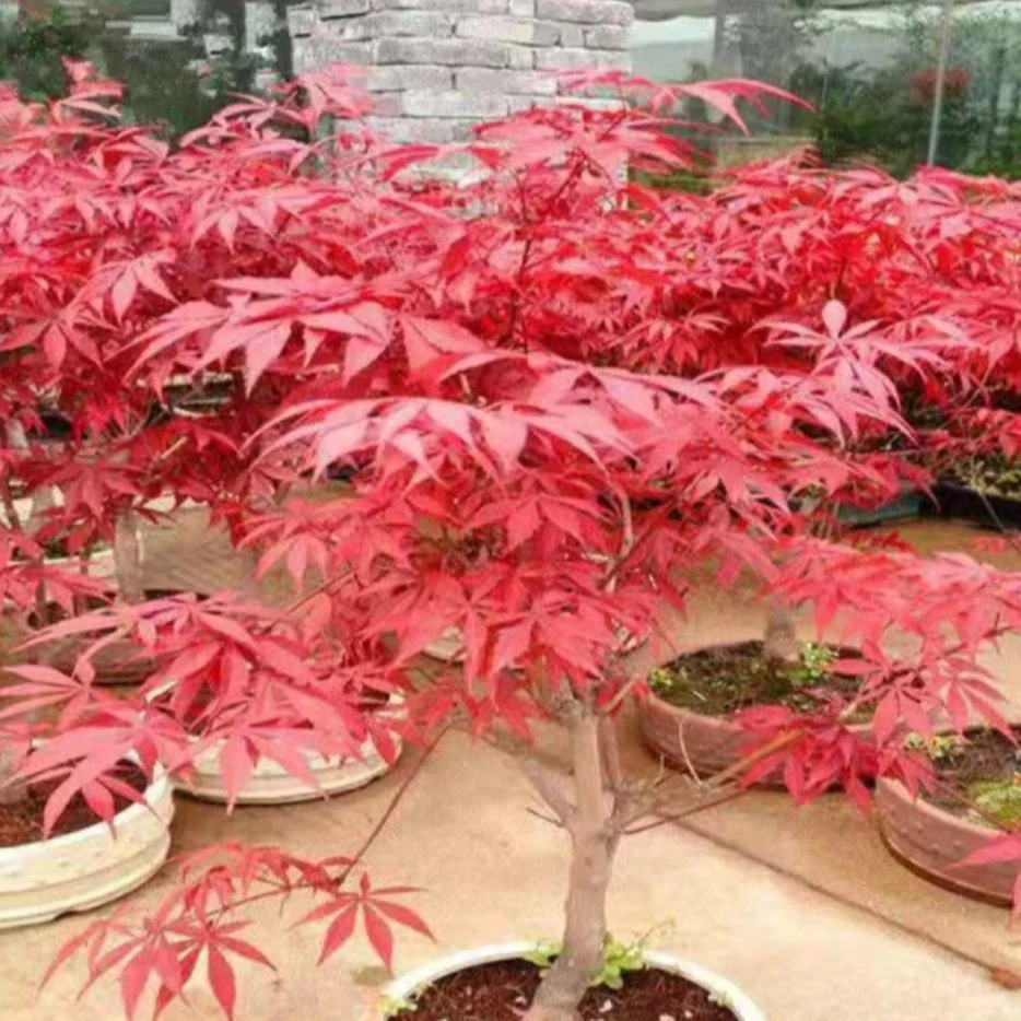 盆栽日本红枫中国红枫黄金枫品种枫（一物一拍）