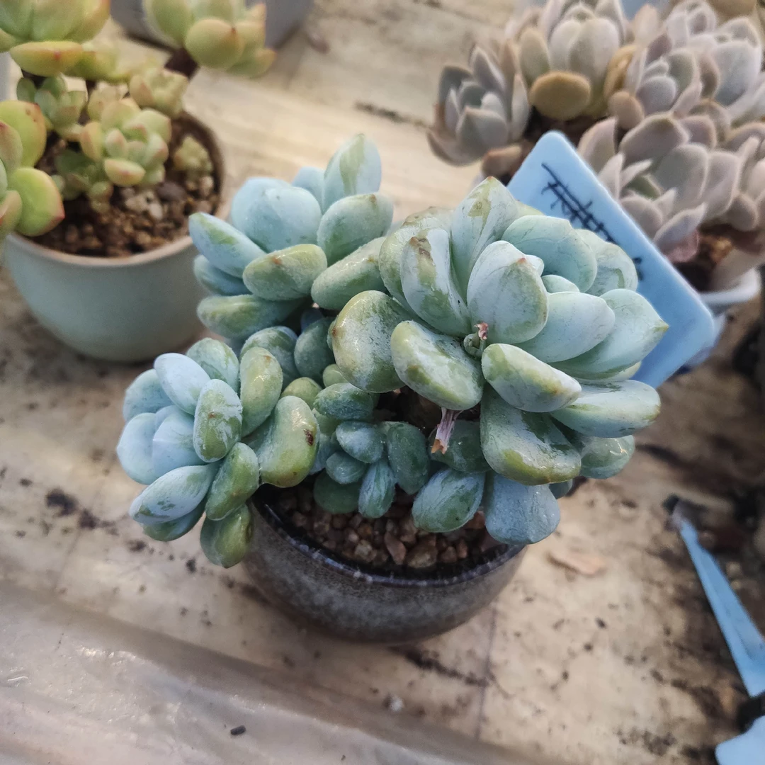 多肉植物一物一拍,不带盆
