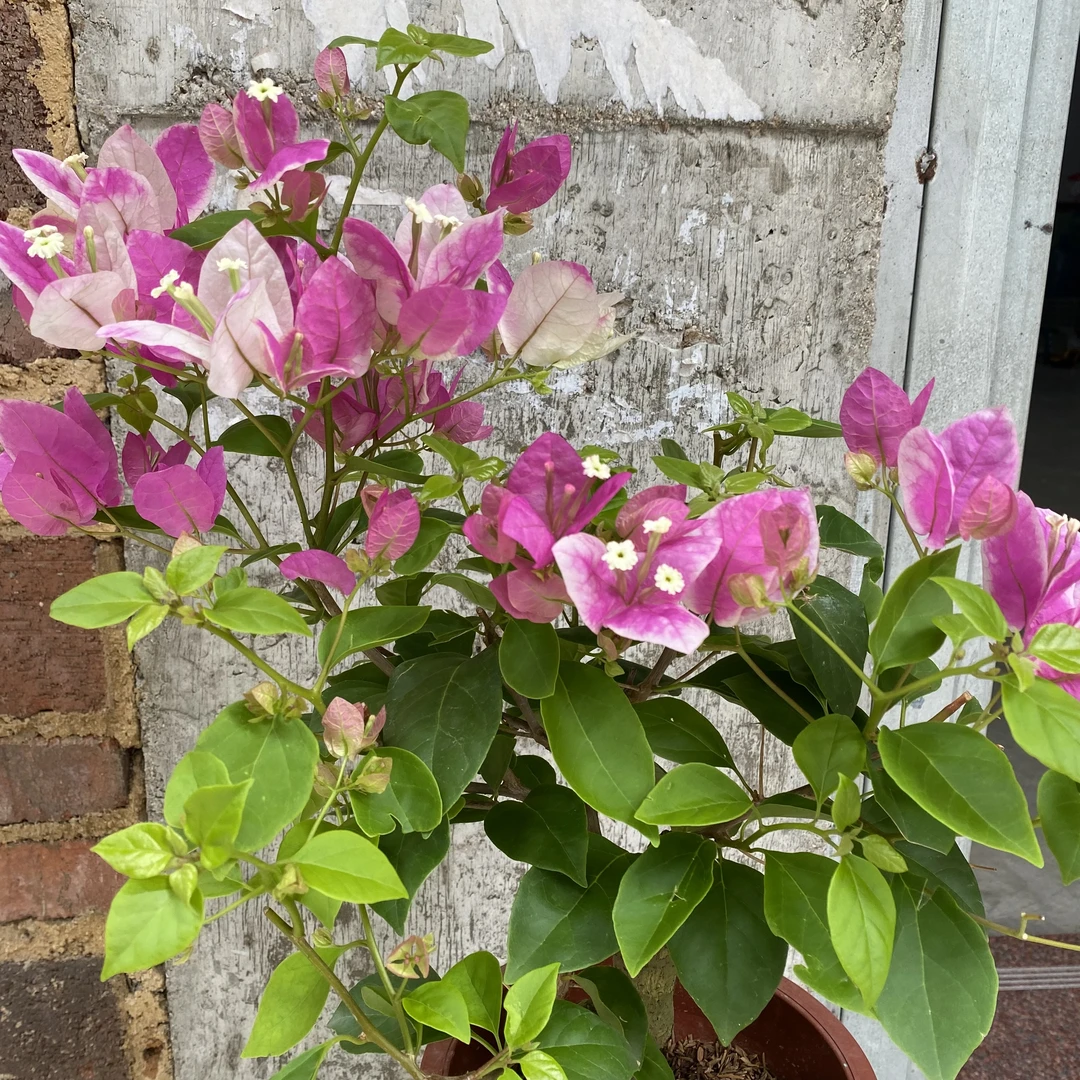 (漳红樱)三角梅花卉植物