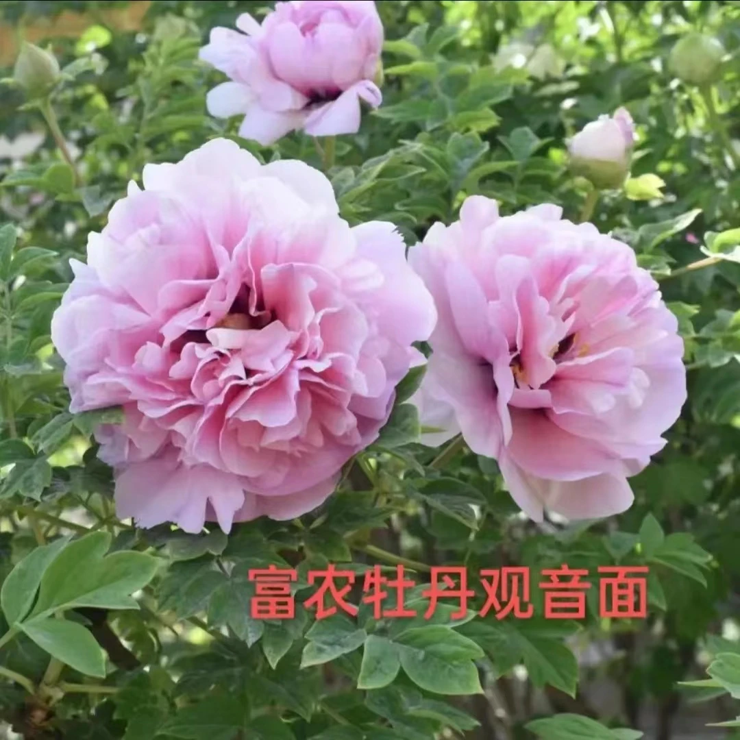 富农紫斑牡丹 临夏观音面嫁接苗