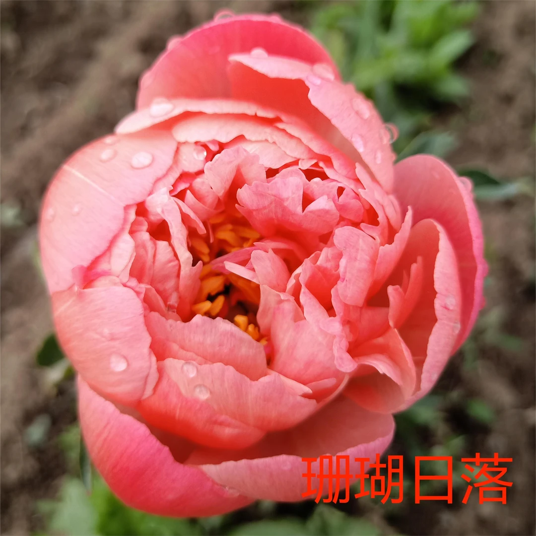【富农紫斑牡丹】基地直销鲜切花进口观赏芍药 (顺丰空运包邮)