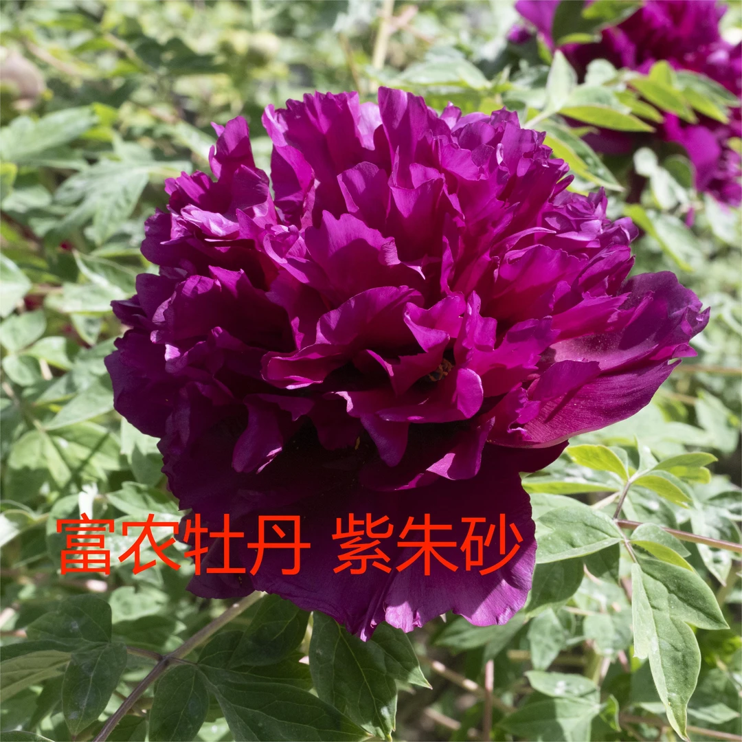 黑色系 观赏紫斑牡丹芍药砧木嫁接苗