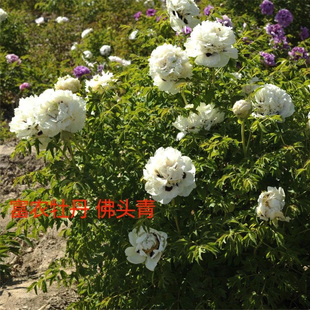 观赏紫斑牡丹 芍药砧木嫁接苗白色系