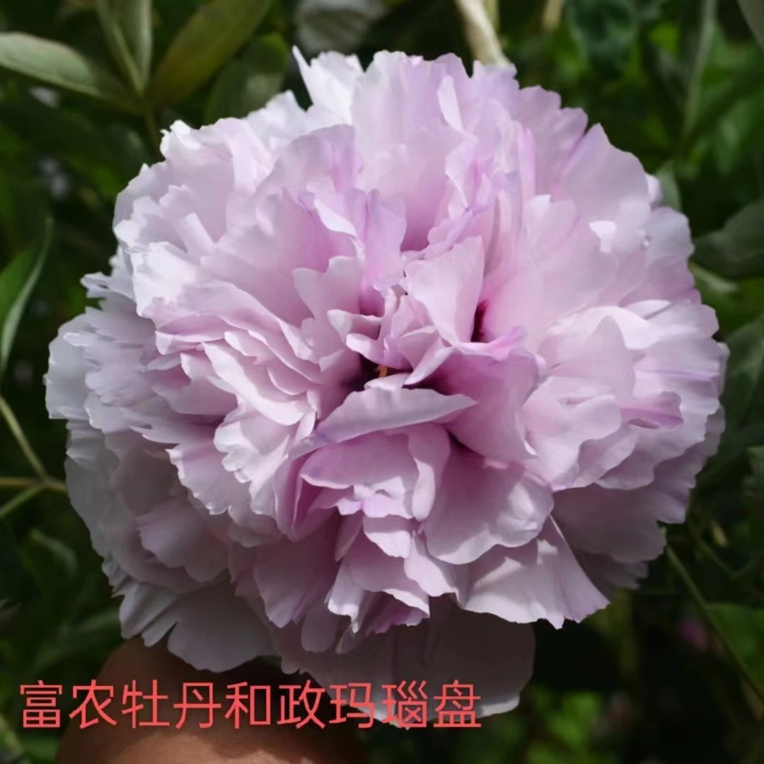 观赏紫斑牡丹 传统老品种和政玛瑙盘两年生嫁接苗