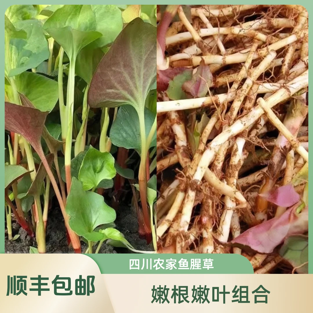 四川农家新鲜折耳根鱼腥草嫩叶+嫩根组合凉拌好吃美味紫自然生态
