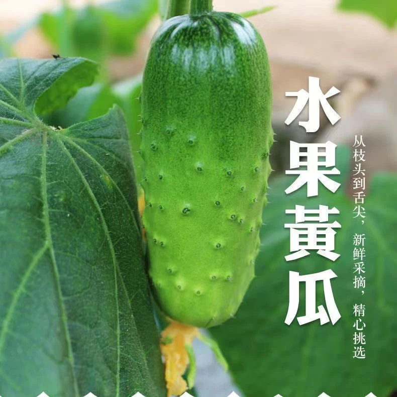 四川水果小黄瓜青瓜旱黄瓜农家露天种植新鲜绿色生态脆嫩生吃爽口