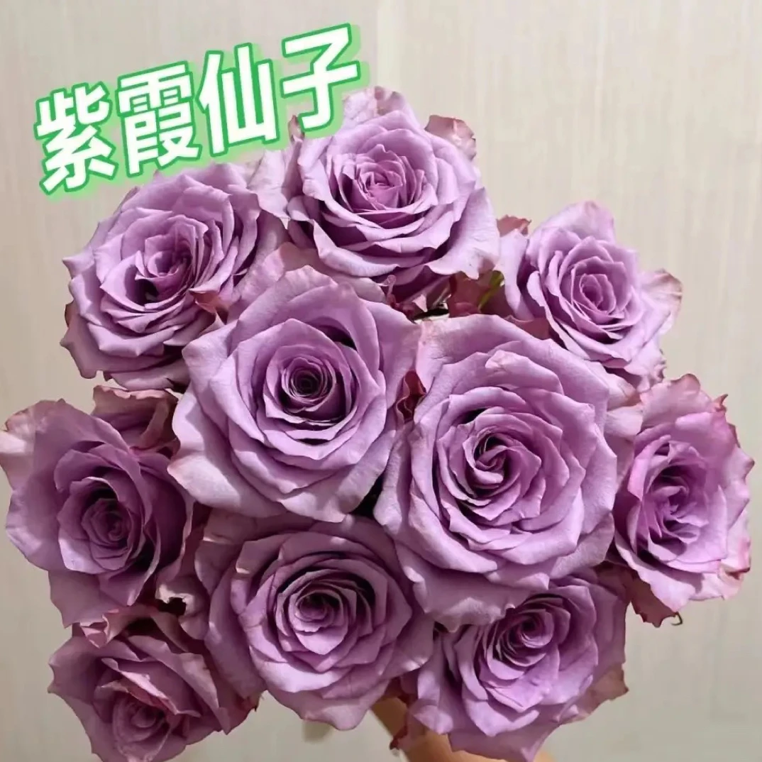 紫玫瑰单头（1单包邮）稀有花材且买且珍