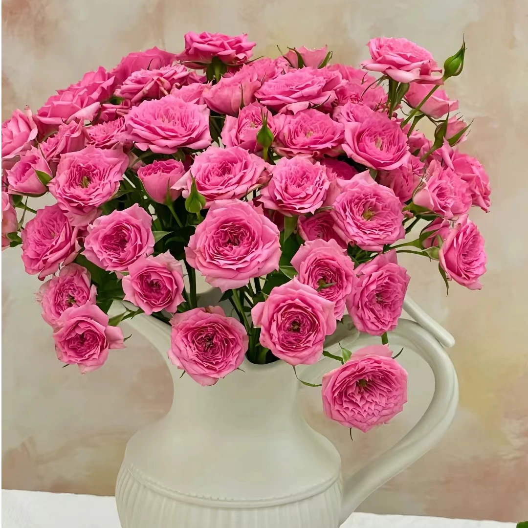 全店3单发 苏菲宝贝10枝《慕之春》