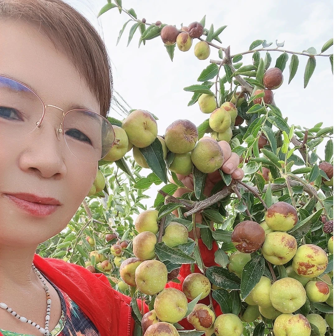 新疆特产新鲜蟠枣脆甜可口4斤装产地直发 顺风航空包邮