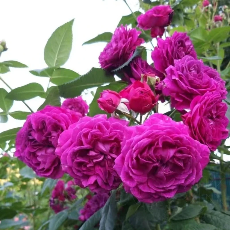 紫色小屋浓香耐寒月季适合阳台庭院种植的花卉绿植