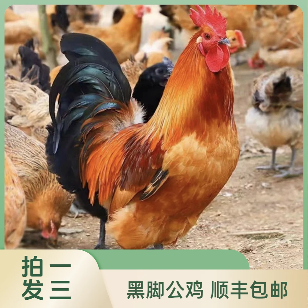 黑脚大公鸡适合炒鸡三只装每只2.3-2.5斤左右
