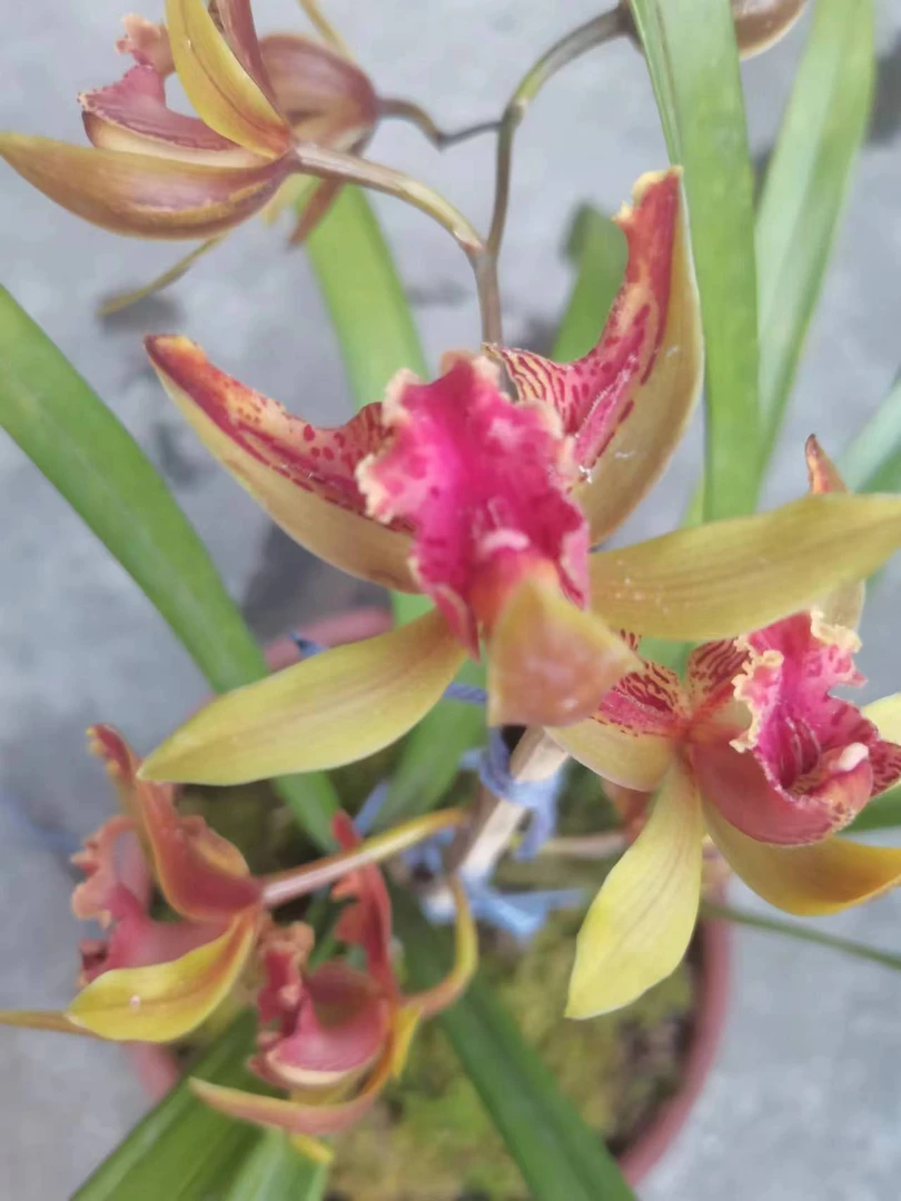 云南滇西边境小城，虎头兰的红素蝶花