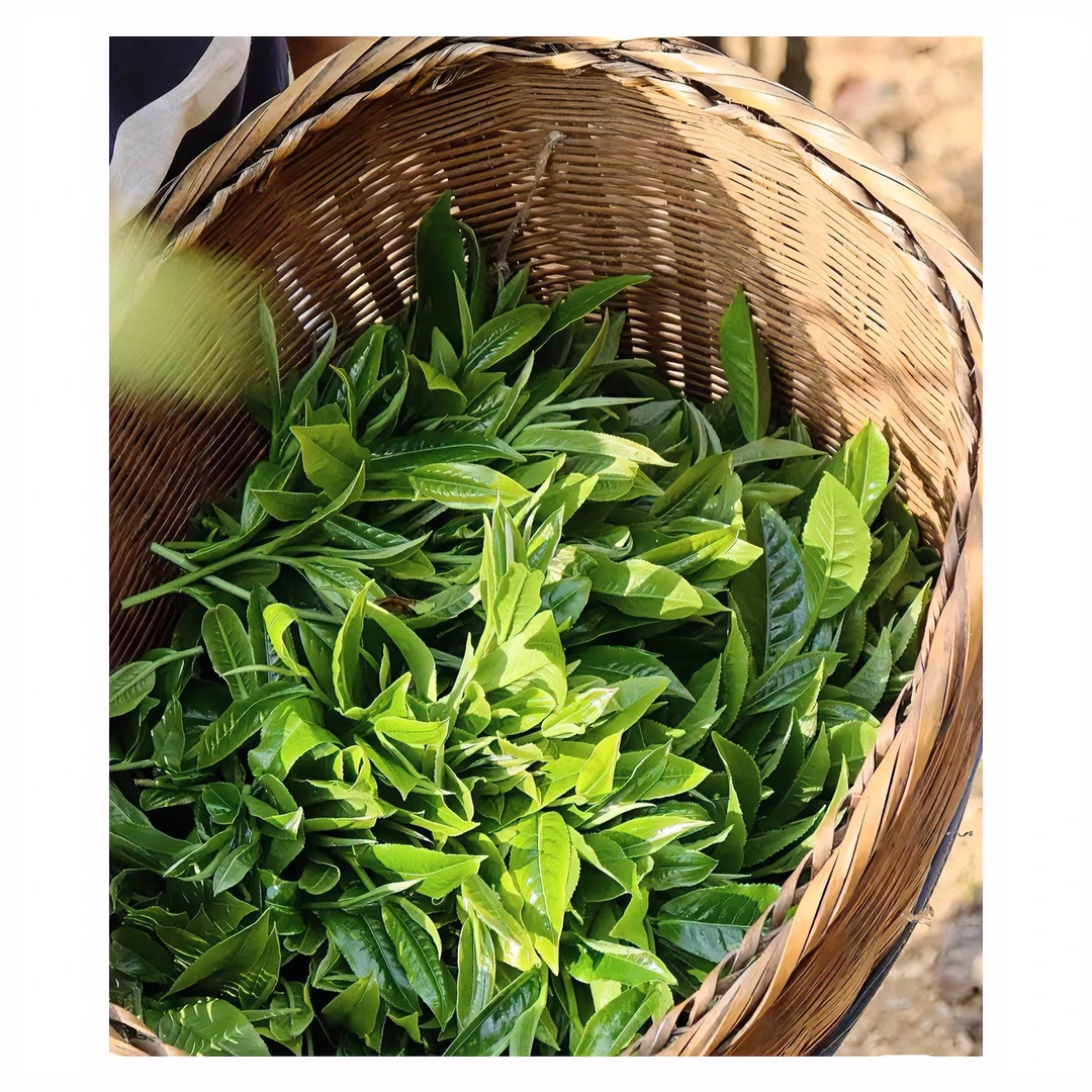 春2016年弯弓357g古树红军（生茶）源头厂家通用