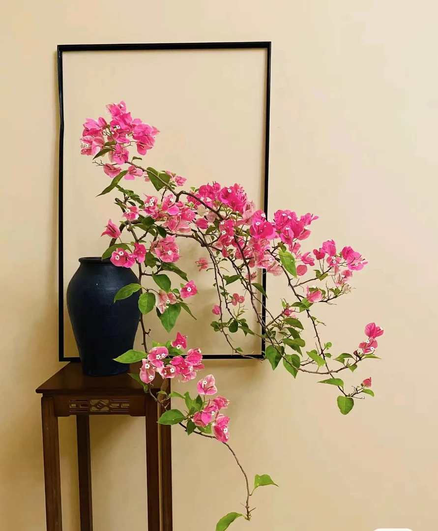 sanjiaomei/三角梅木木三角梅,原盆原土发货 68-388