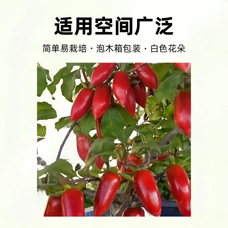李梦喆每一颗都带商标发货损坏不售后快递难破损室内绿植盆栽