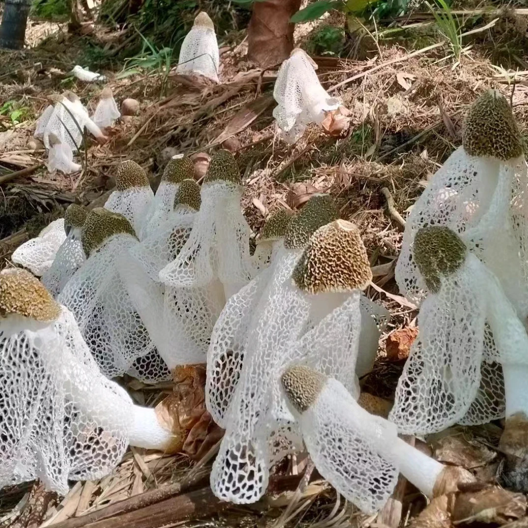 【上湾助农专属】江西五指峰高山竹荪精品竹笋干货客家土特产