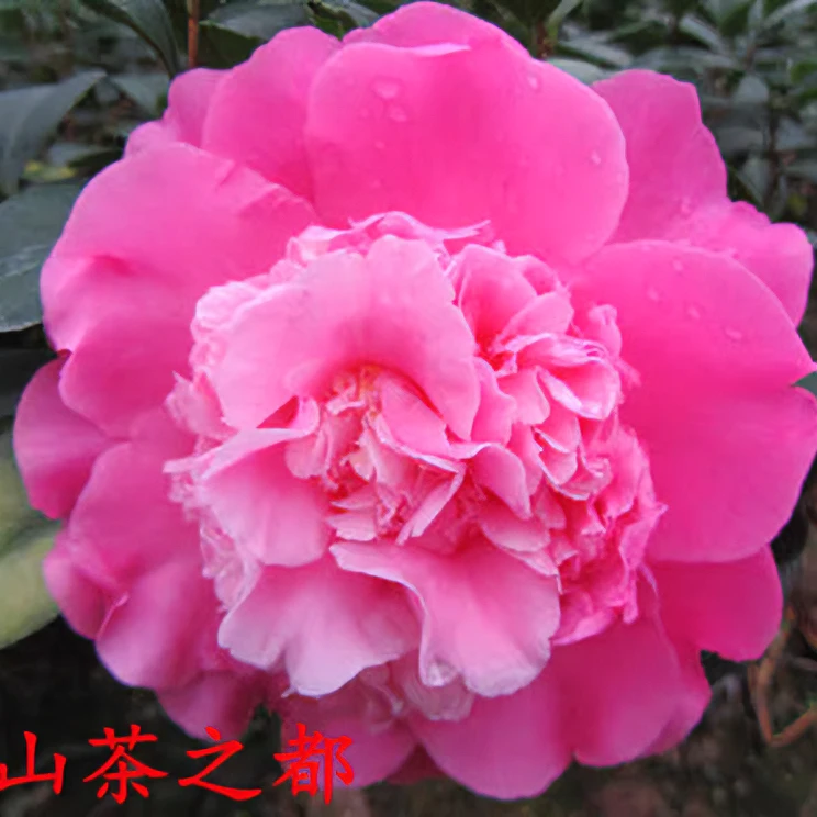 山茶之都山茶花树苗室内盆栽花卉阳台办公室绿植客厅好养福建龙岩