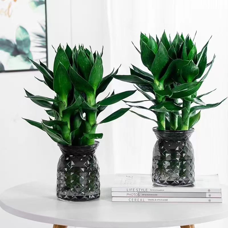 观音竹富贵竹水培植物花卉绿植绿萝室内盆栽转运竹子水养好养