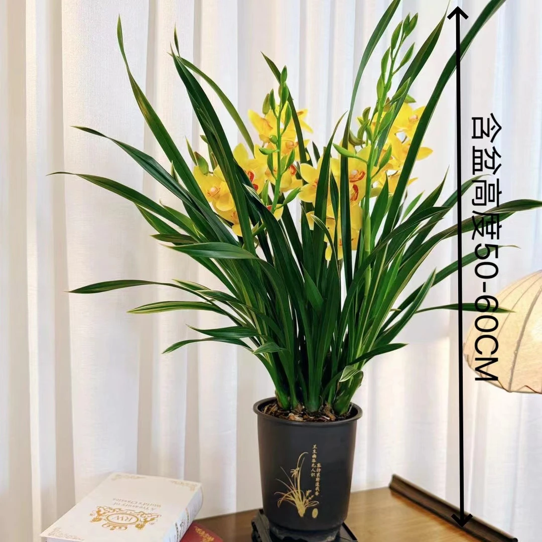 兰花黄金岁月苗四季兰黄色大花蕙兰浓香型花