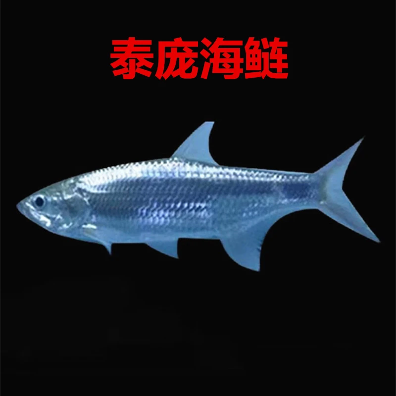 泰庞混养海鲢鱼龙缸配鱼加拉辛猛鱼热带鱼观赏鱼