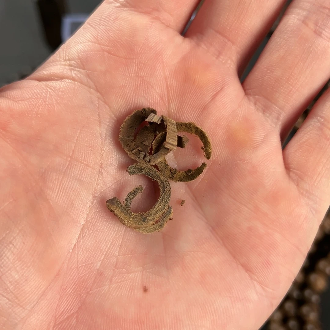 沉香莱特岛黑棋沉水0.5克