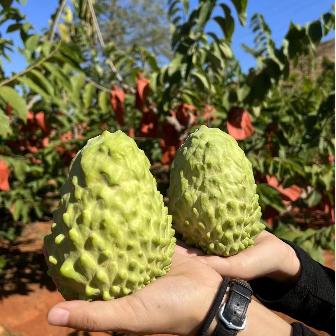 S云南凤梨释迦果新鲜孕妇水果非大目释迦果牛奶释迦果新鲜水果香