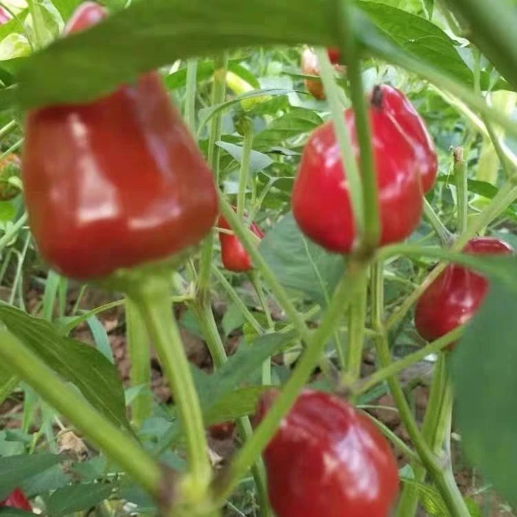 （青红紫红都有需要备注）农家自种红灯笼椒草莓椒