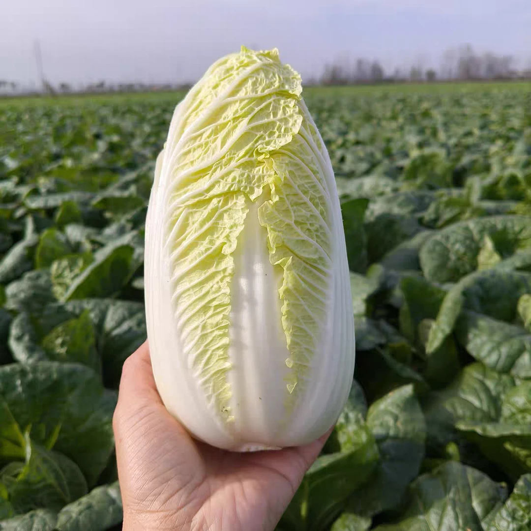 河南本地娃娃菜大白菜新鲜应季蔬菜（新疆西藏不发货）